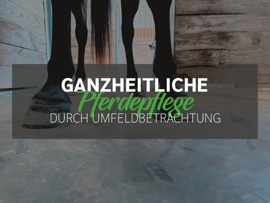 Ganzheitliche Pferdepflege durch die Betrachtung des gesamten Umfelds
