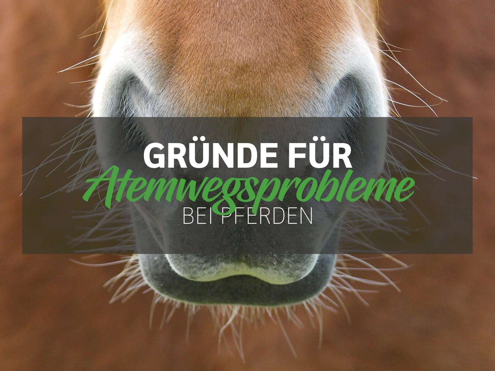 Warum so viele Pferde unter Atemwegsproblemen leiden