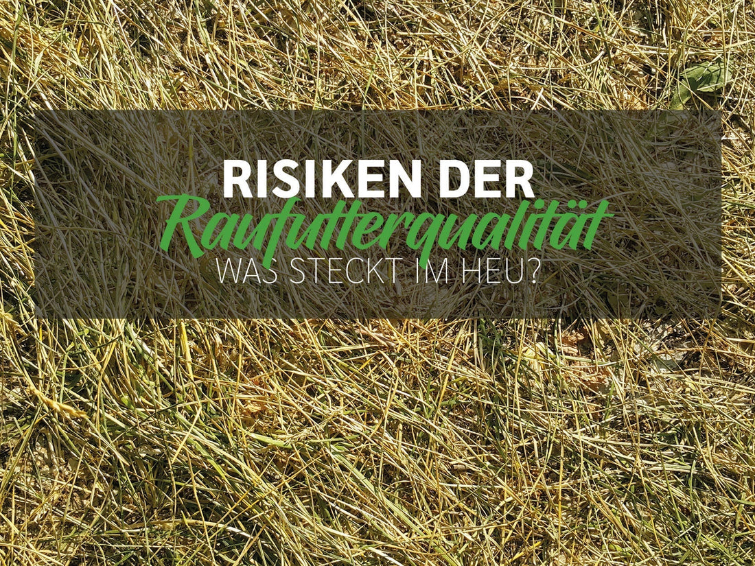 Was steckt wirklich in deinem Heu? Die oft unterschätzten Risiken der Raufutterqualität