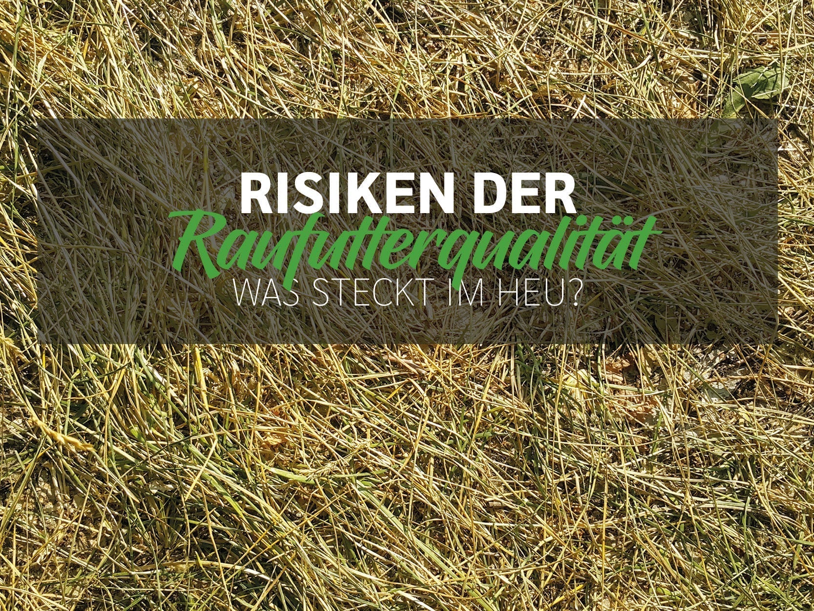 Was steckt wirklich in deinem Heu? Die oft unterschätzten Risiken der Raufutterqualität