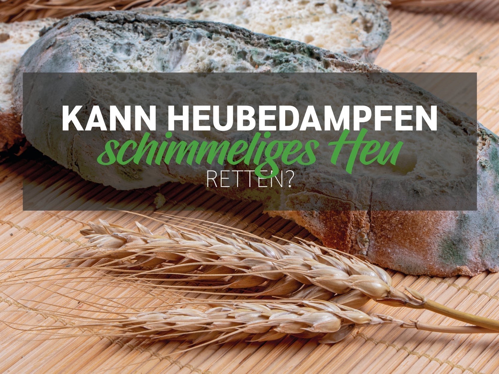 Kann Heubedampfen schimmeliges Heu retten? Ein Blick auf die Wissenschaft