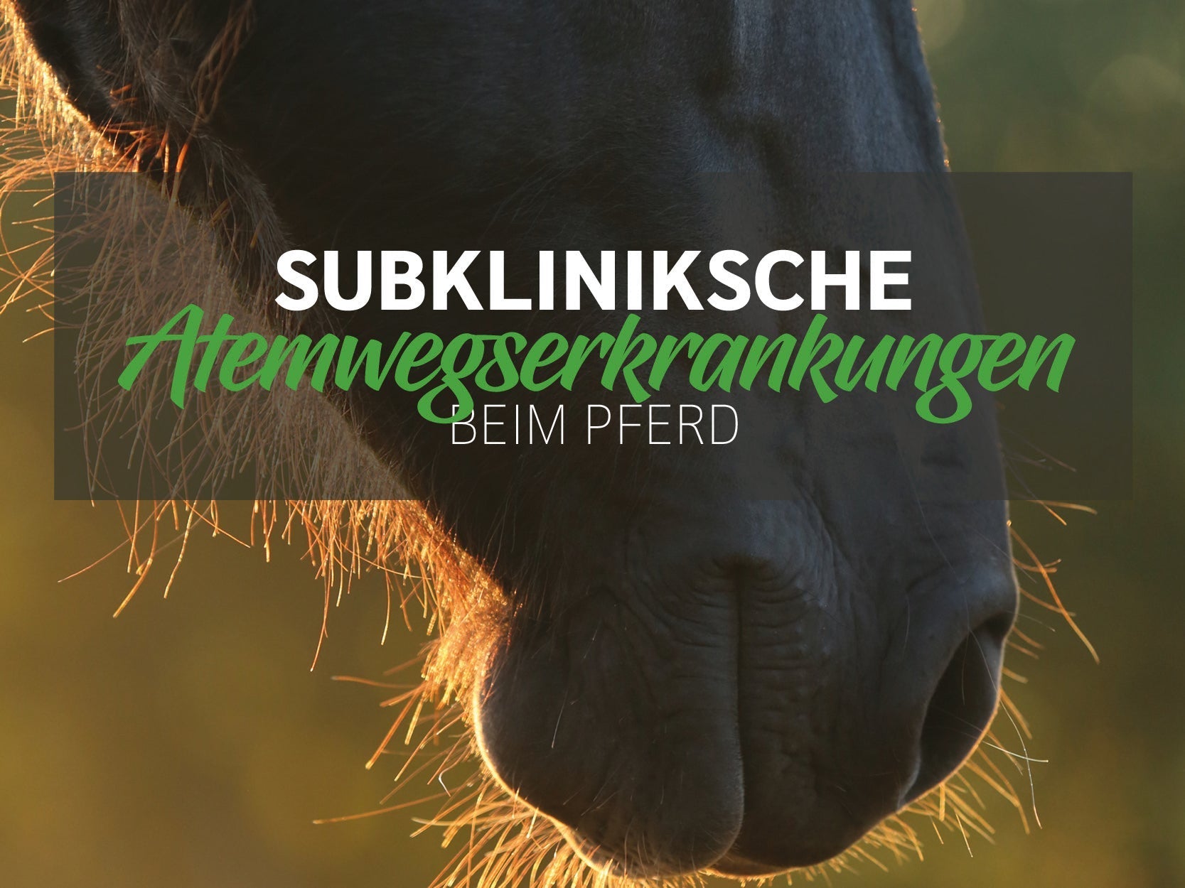 Subklinische Atemwegserkrankungen beim Pferd: Wie du erste Anzeichen erkennst, bevor es ernst wird